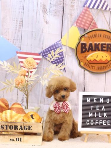 20240901ココアくん